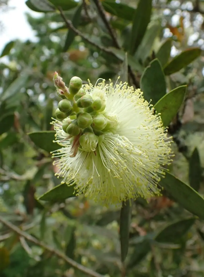 Lemon bottlebrush (Callistemon pallidus)