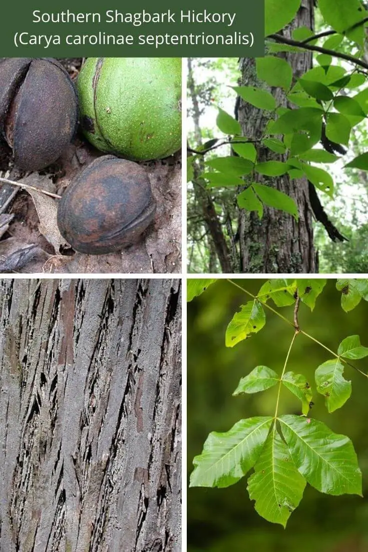 Southern Shagbark Hickory (Carya carolinae septentrionalis)