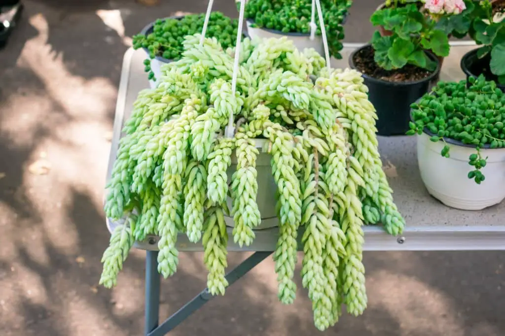 Burro’s Tail (Sedum morganianum).