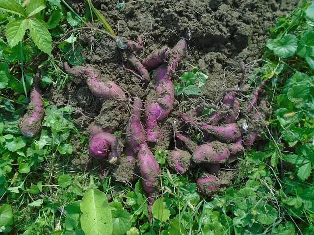 Sweet Potatoes: The Vitamin A Hero