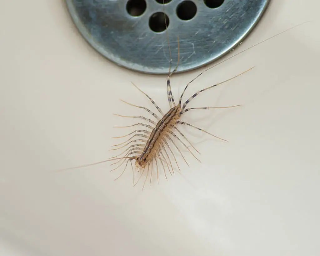 House Centipedes