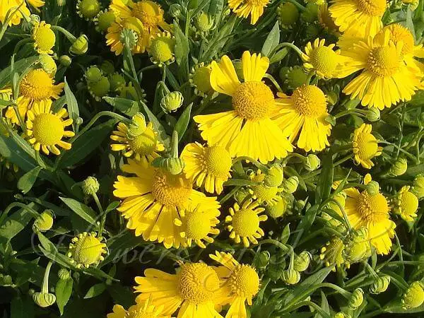 Helenium