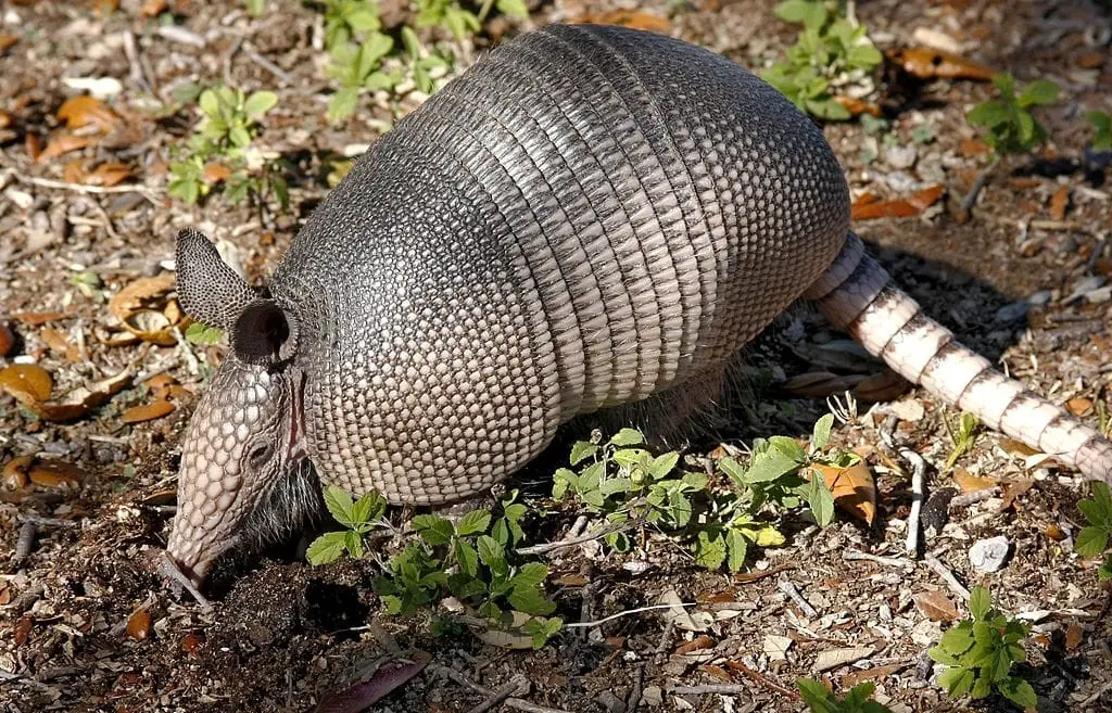 How do I keep armadillos off the yard?