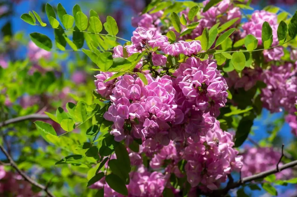 Purple Robe Locust (Robinia pseudoacacia ‘Purple Robe’).