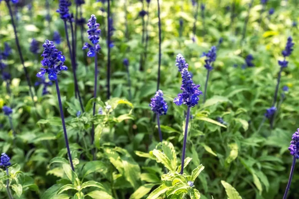 Pitcher Sage (Salvia azurea)