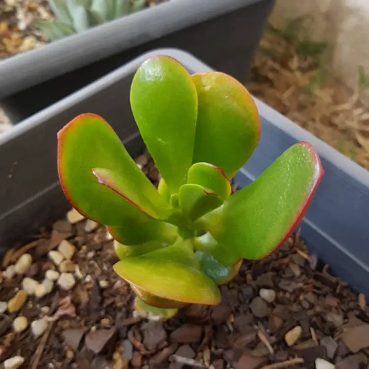 Crassula Ovata ‘Harbour Lights’ (Harbour Lights Jade)