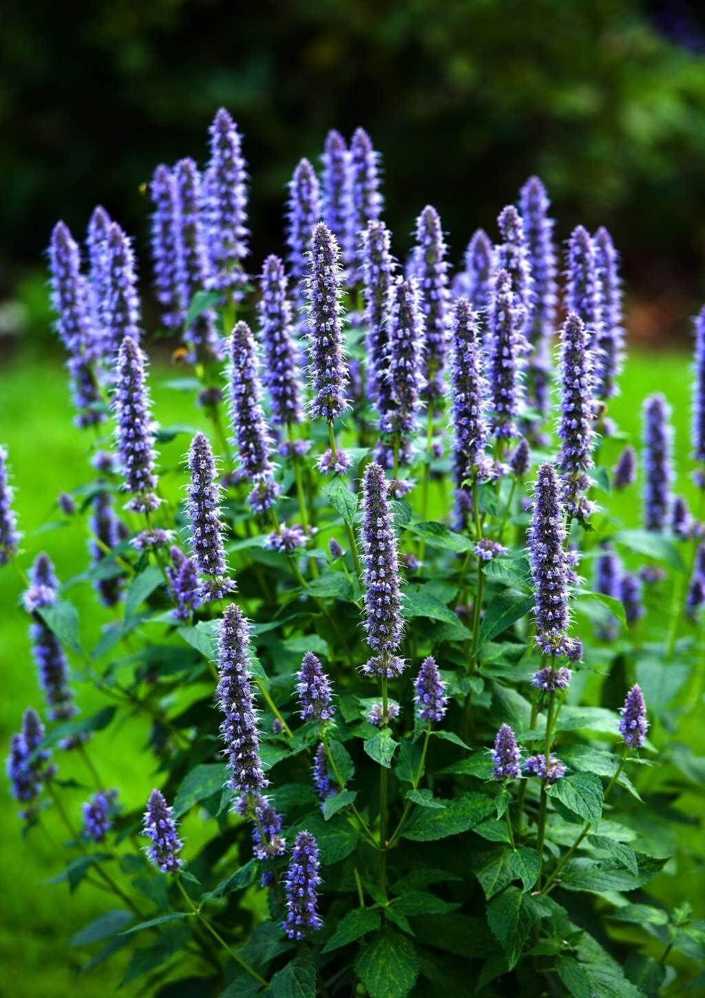 Hyssop (Hyssopus officinalis)