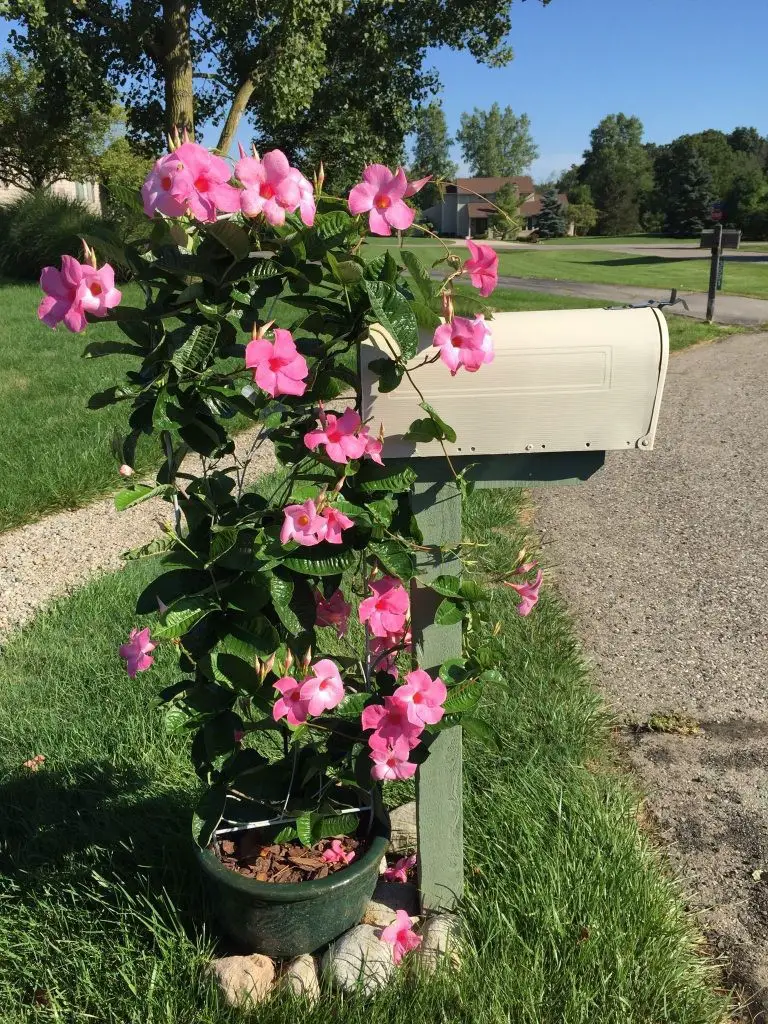 Use a Potted Climbing Plant