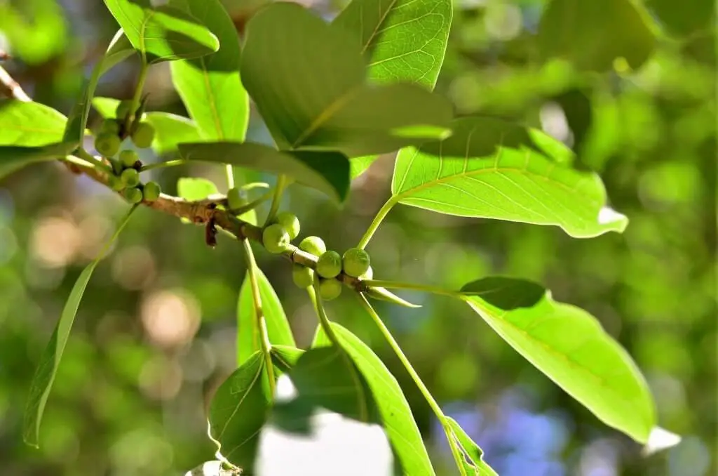 Yerba Mate (Ilex paraguariensis)