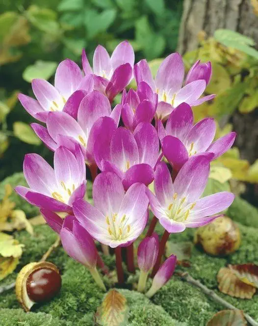 Autumn Crocuses and Plant Toxicities for Dogs and Cats