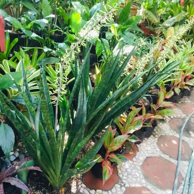 Sansevieria Parva ‘Kenya Hyacinth’