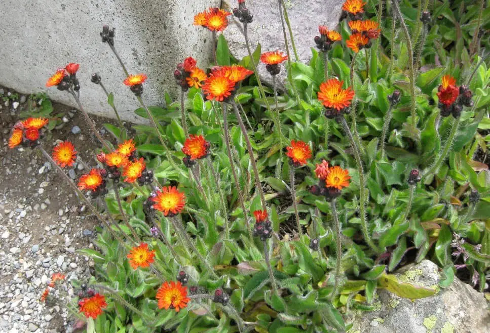 Orange Hawkweed (Hieracium aurantiacum)