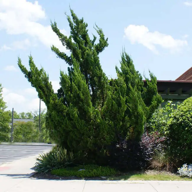 Hollywood Juniper (Juniperus chinensis ‘Kaizuka’)