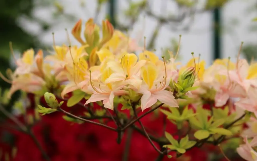 Daviesii Azalea (Rhododendron ‘Daviesii’)