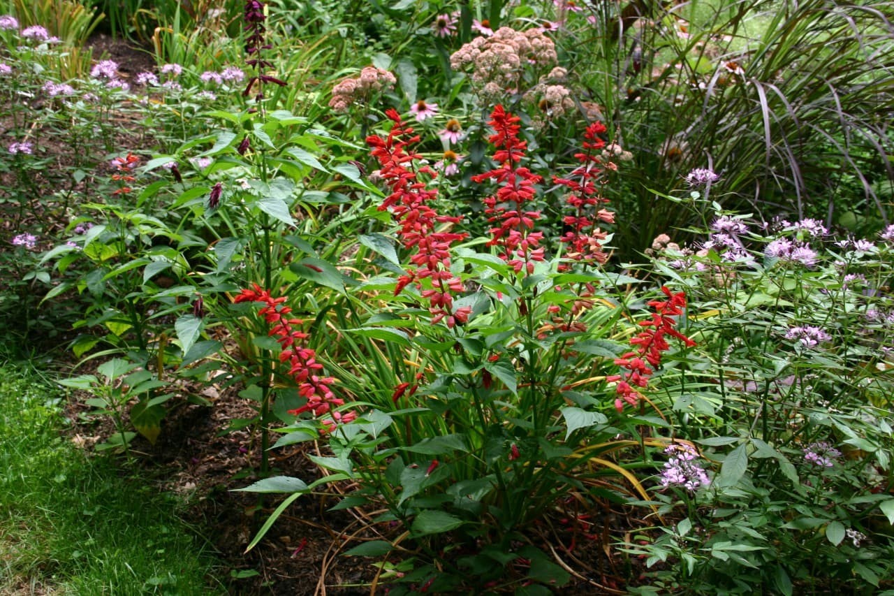 Salvia Van Houttei