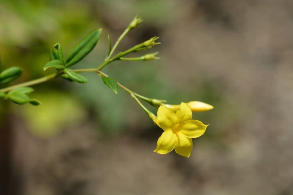 Showy jasmine (Jasminum floridum)