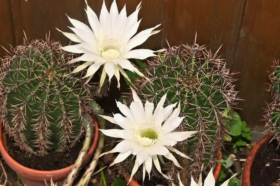 Queen of the night cactus (Epiphyllum oxypetalum)