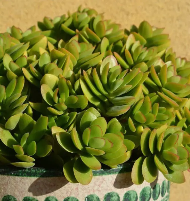 Crassula Ovata Hummel’s Sunset (Golden Jade Tree)