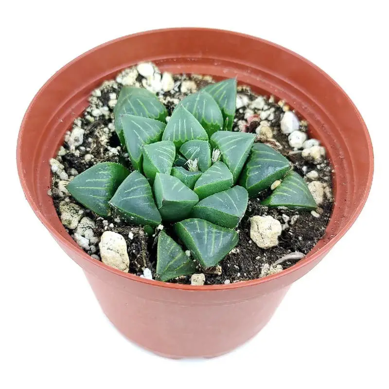 Haworthia Retusa (Star Cactus).