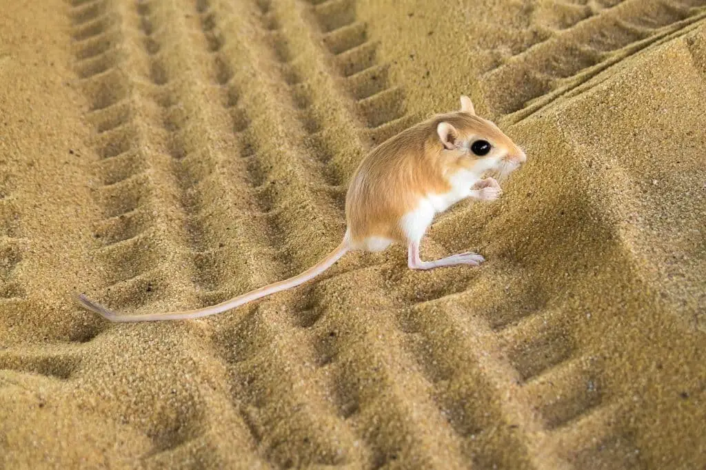 Kangaroo Rat