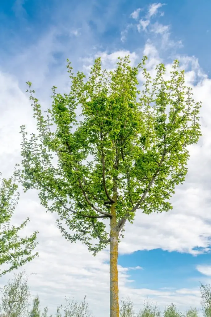 Hedge Maple/Field Maple (Acer campestre)