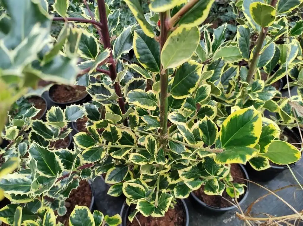 Altaclere Holly (Ilex x altaclerensis)