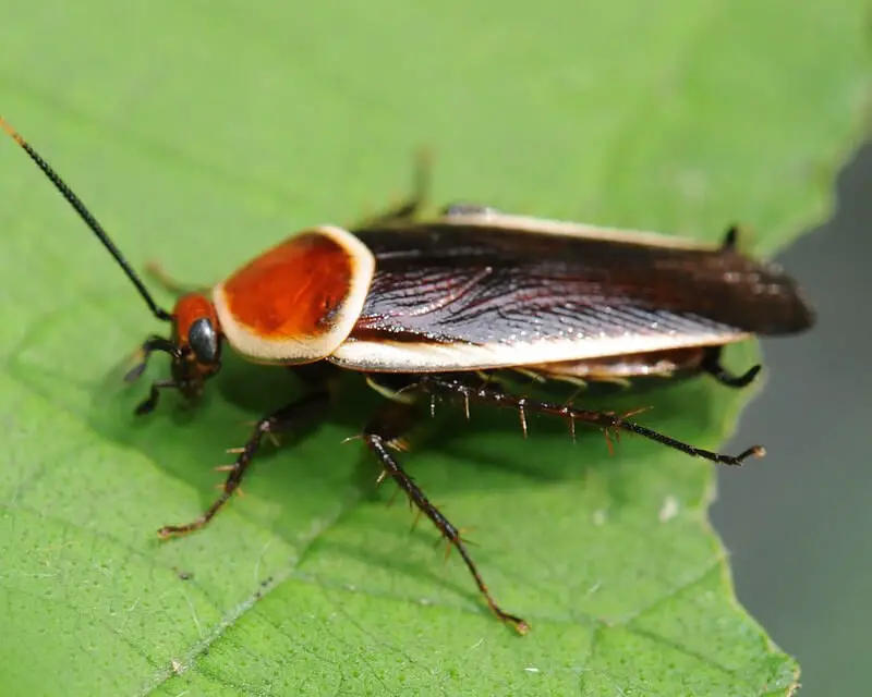 Pale-Bordered Field Cockroaches (Pseudomops septentrionalis)