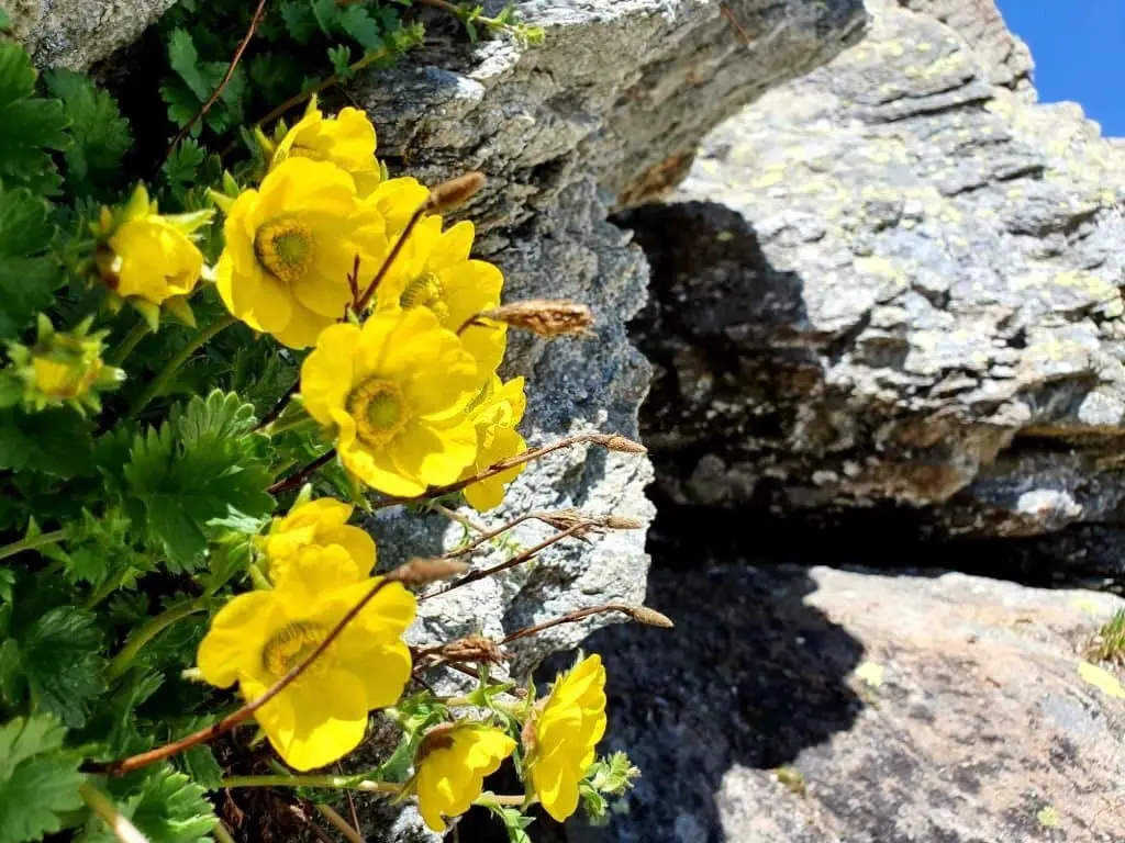 Dwarf poppy or Alpine poppy (Papaver alpinum).