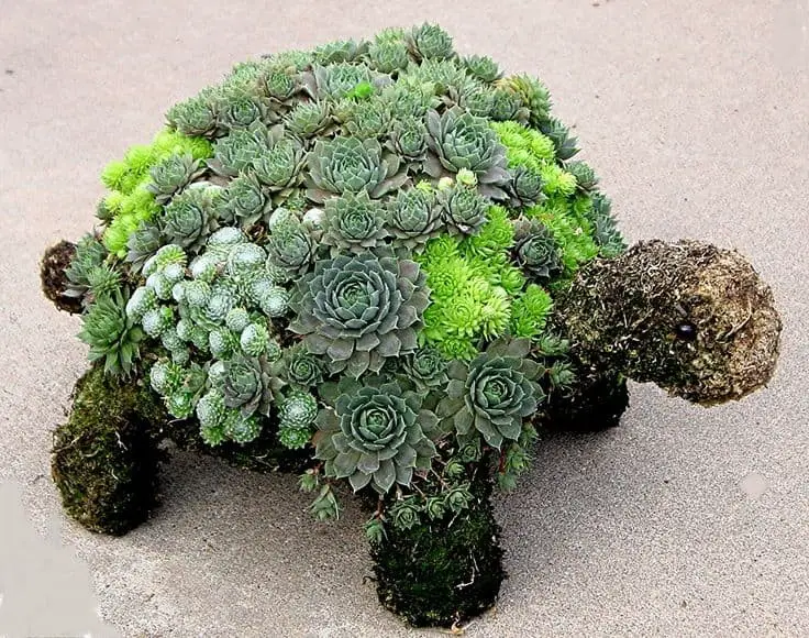 Turtle Shaped Succulent Garden