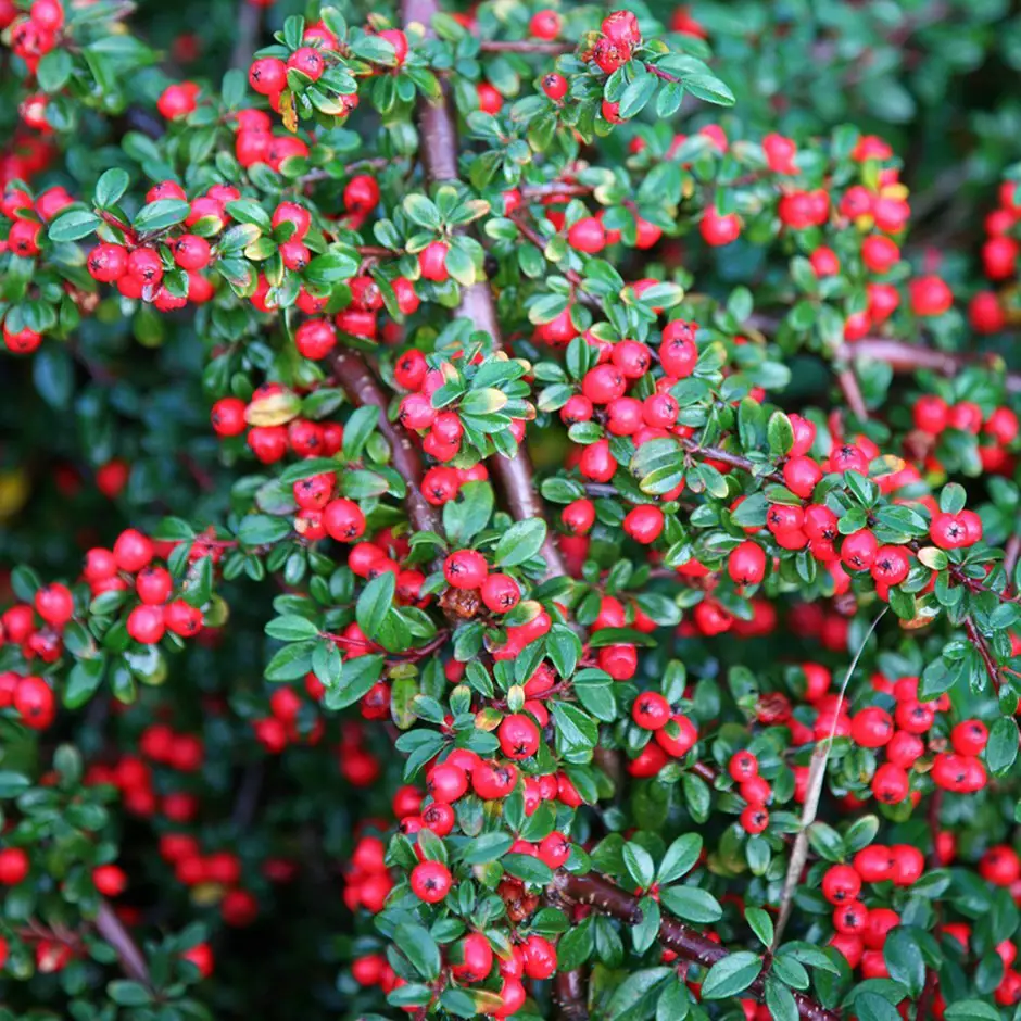 Colorful Viburnum Berries to Feed Birds