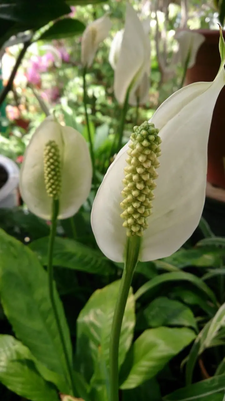 Peace Lily (Lilium)