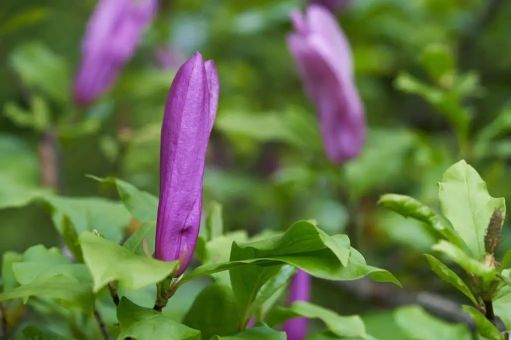 Purple Lily Magnolia (Magnolia liliflora).