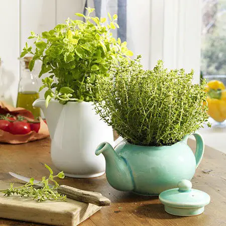 Teapot planter