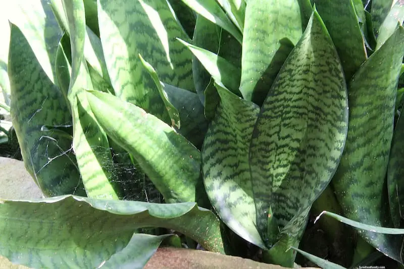 Sansevieria liberica