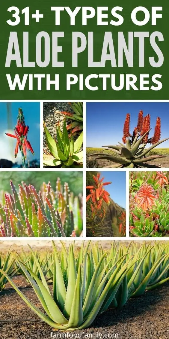 31+ Different Types Of Aloe Plants With Pictures (Identification Guide)