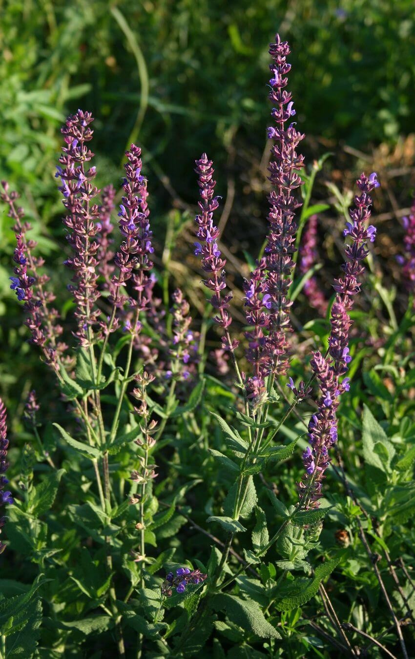 Selecting a Wood Sage Cultivar to Buy to Attract Beneficial Insects