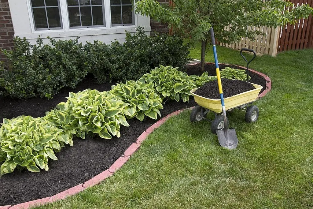 Groundcover  Plants