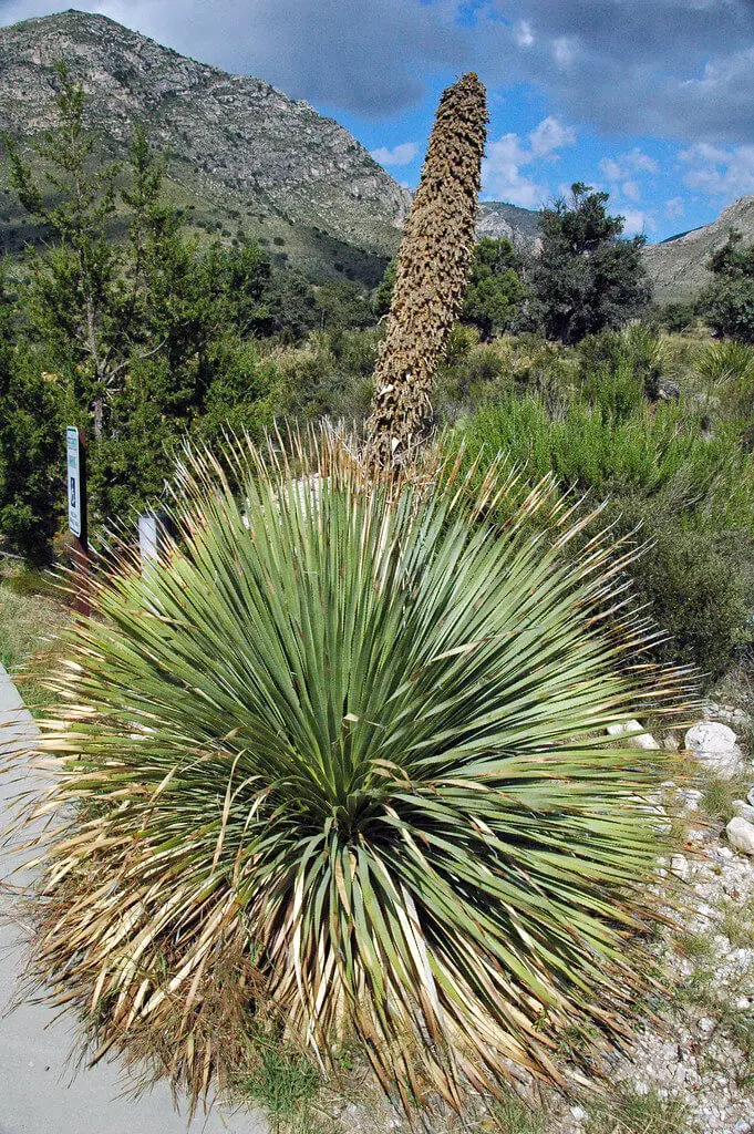 Desert Spoon (Dasylirion wheeleri)