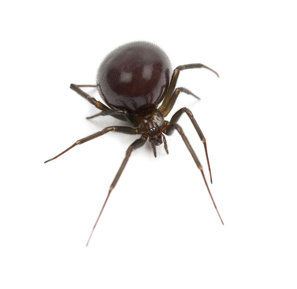 American House Spiders (Parasteatoda tepidariorum)