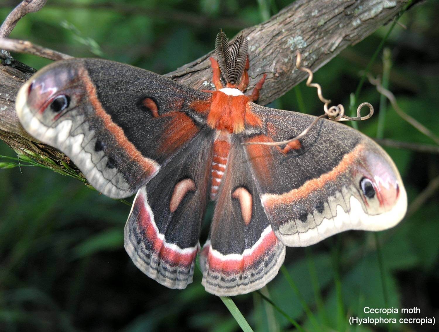 Cecropia moth (Hyalophora cecropia)