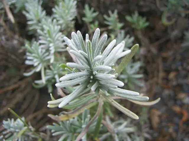 Melissa (Lavandula angustifolia ‘Melissa’)