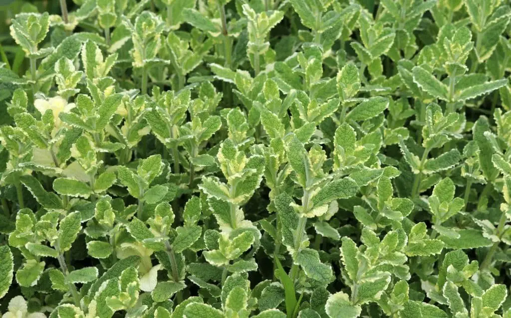 Pineapple Mint (Mentha suaveolens ‘Variegata’)