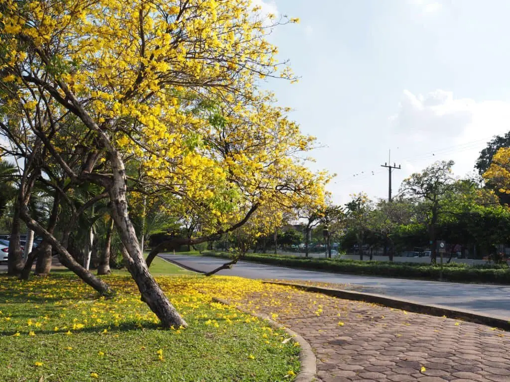 Yellow Tabebuia (Tabebuia rosea).