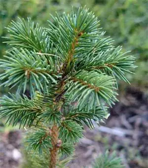 Sitka Spruce (Picea sitchensis)