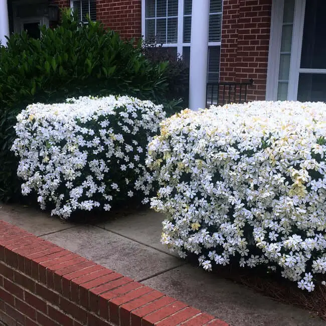 Gardenia jasminoides ‘Kleim’s Hardy’