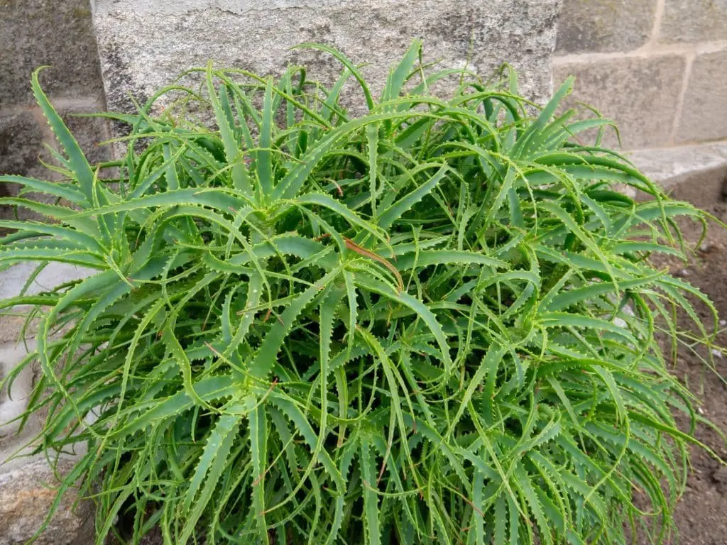 Torch Aloe (Aloe Arborescens)