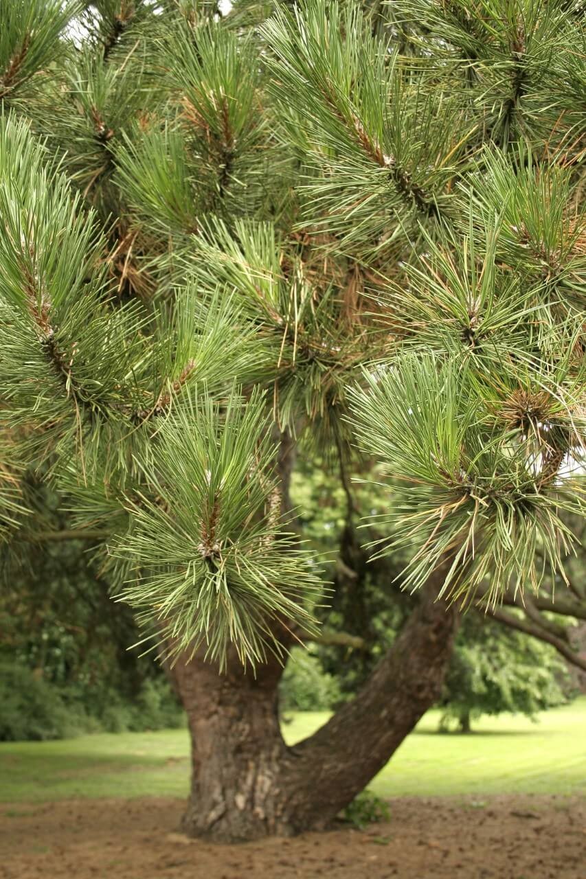 Austrian Pine (Pinus nigra)