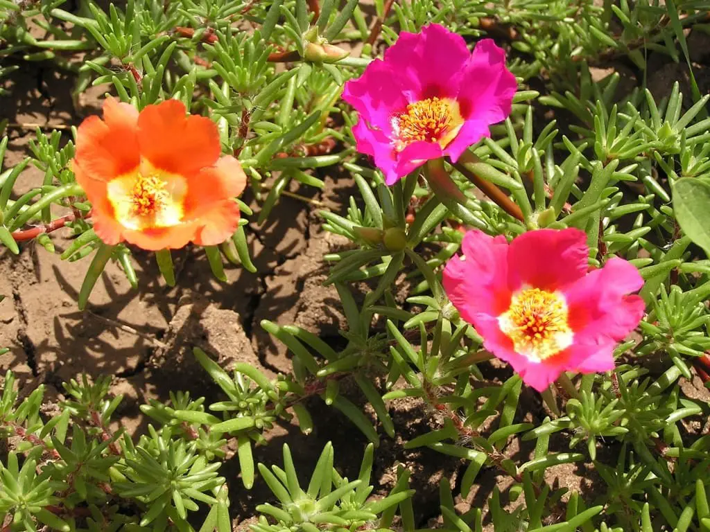 Portulaca grandiflora (Moss Rose)