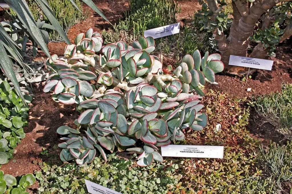 Crassula Cultrata (Blush Plakkie)