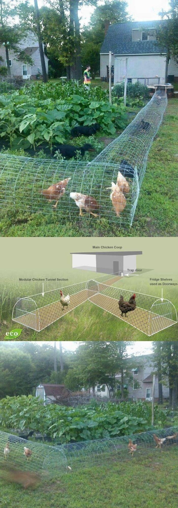 DIY backyard chicken tunnel